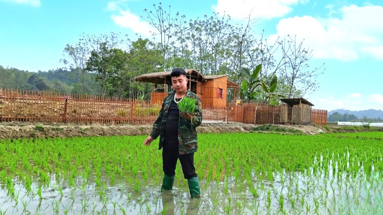 With skillful hands: Trieu Nguyen has successfully grown a lot of rice in the barren land.