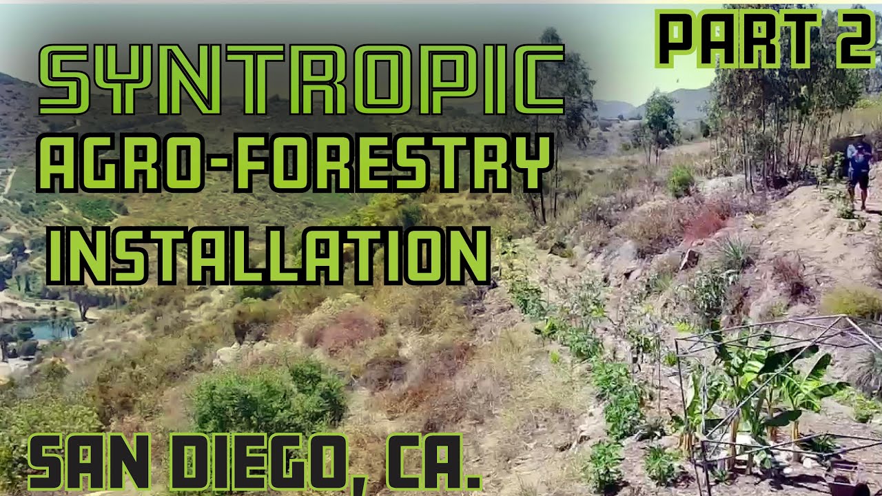 Syntropic Agro Forestry Install part 2. San Diego.
