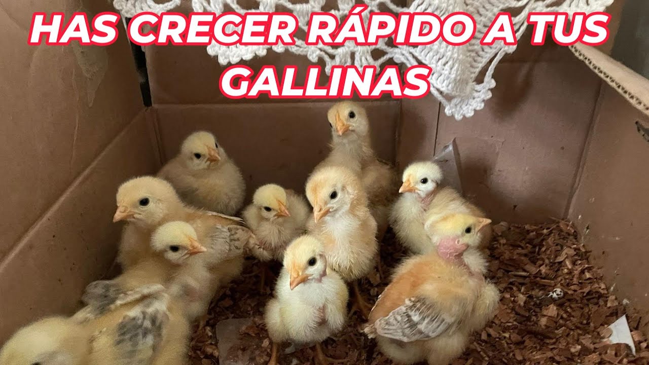Como hacer crecer rápido a tus pollitos en 15 días