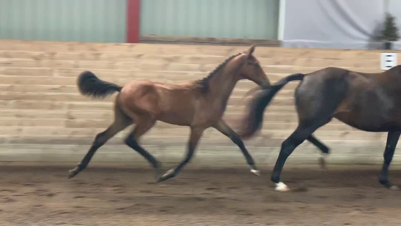 Extraordinary Jovian colt/Fohlen/veulen out of Bordeaux dam *SOLD*