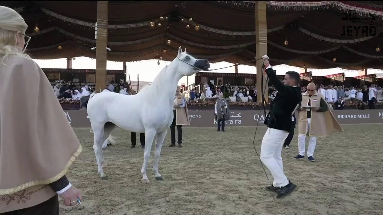 بطولة الدوحة ضمن جولة أبطال الخيل العربية العالمية GCAT - اليوم الثالث