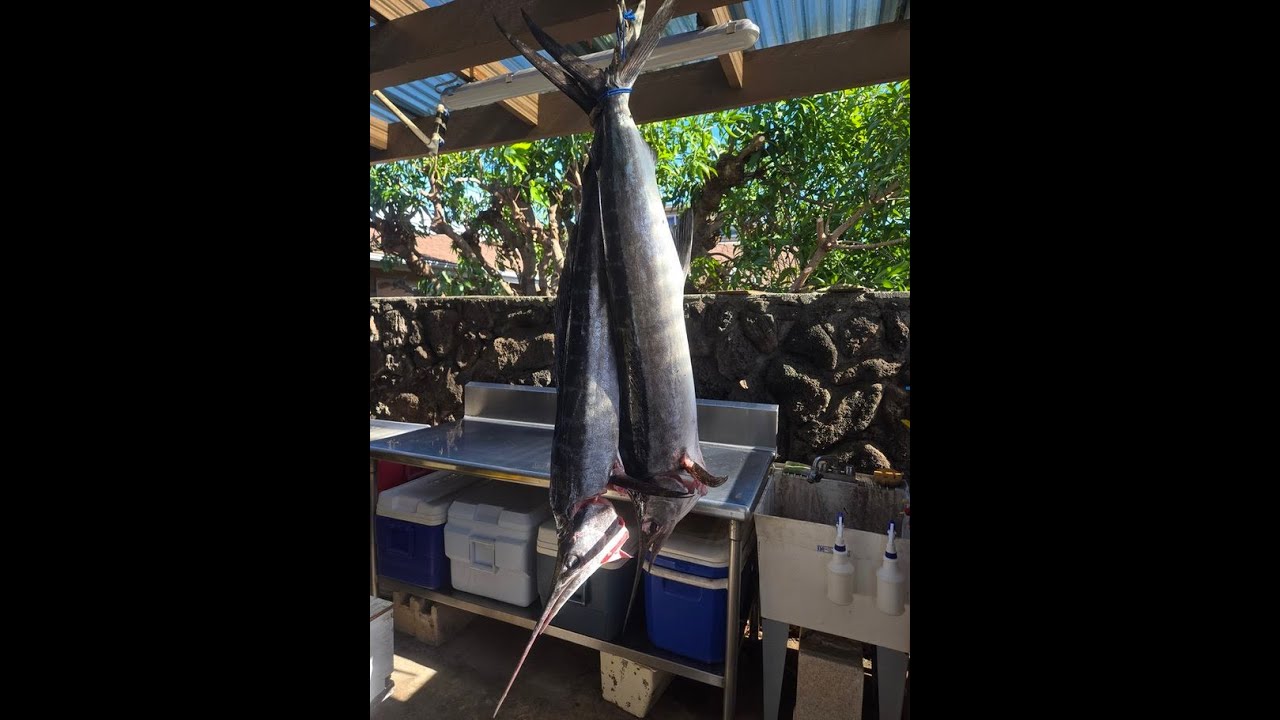 How to catch 2 stripe marlins solo on Boston Whaler 150 Montauk