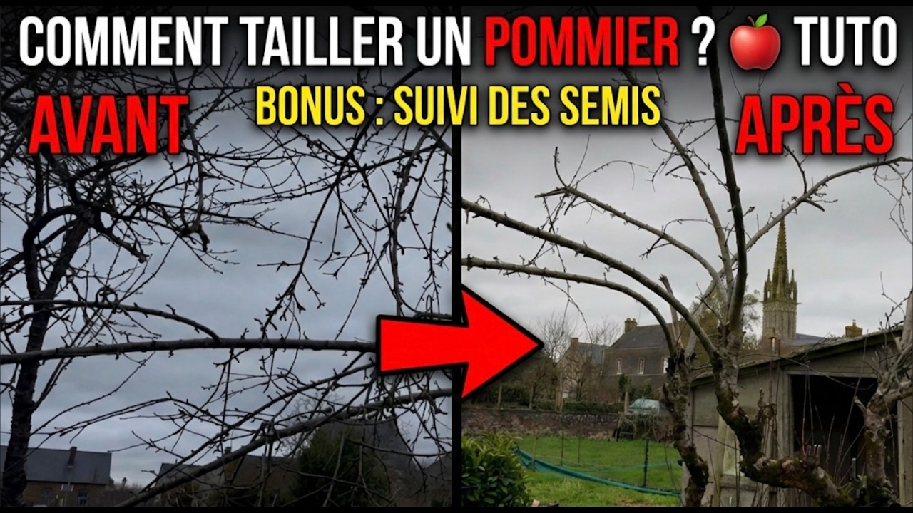 Comment tailler un Pommier ? 🍎 TUTO + BONUS Suivi des semis