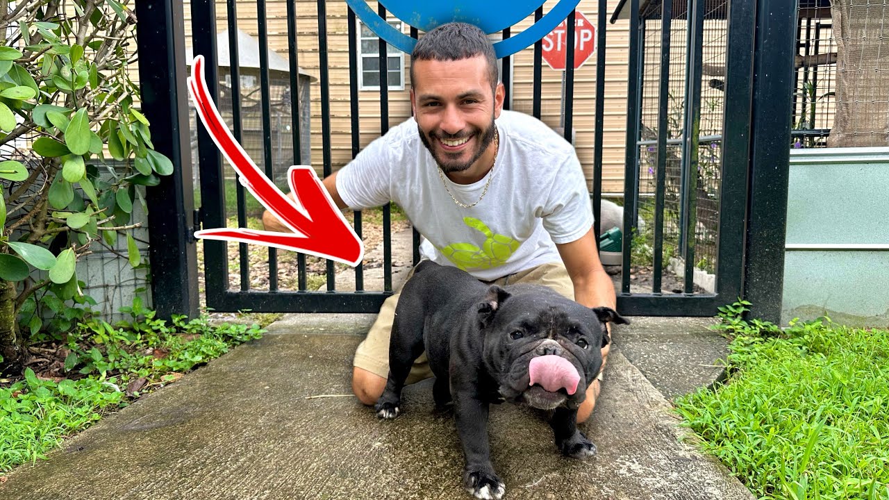 FULL Tour of ALL My Animals + My DOGS!