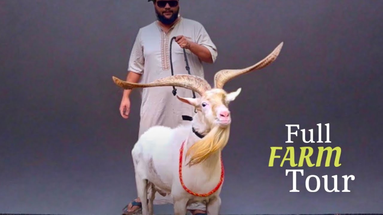 Full Tour of Zaisha Goat Farm, Extraordinary Saanen Goats, Palai & Bharai Open