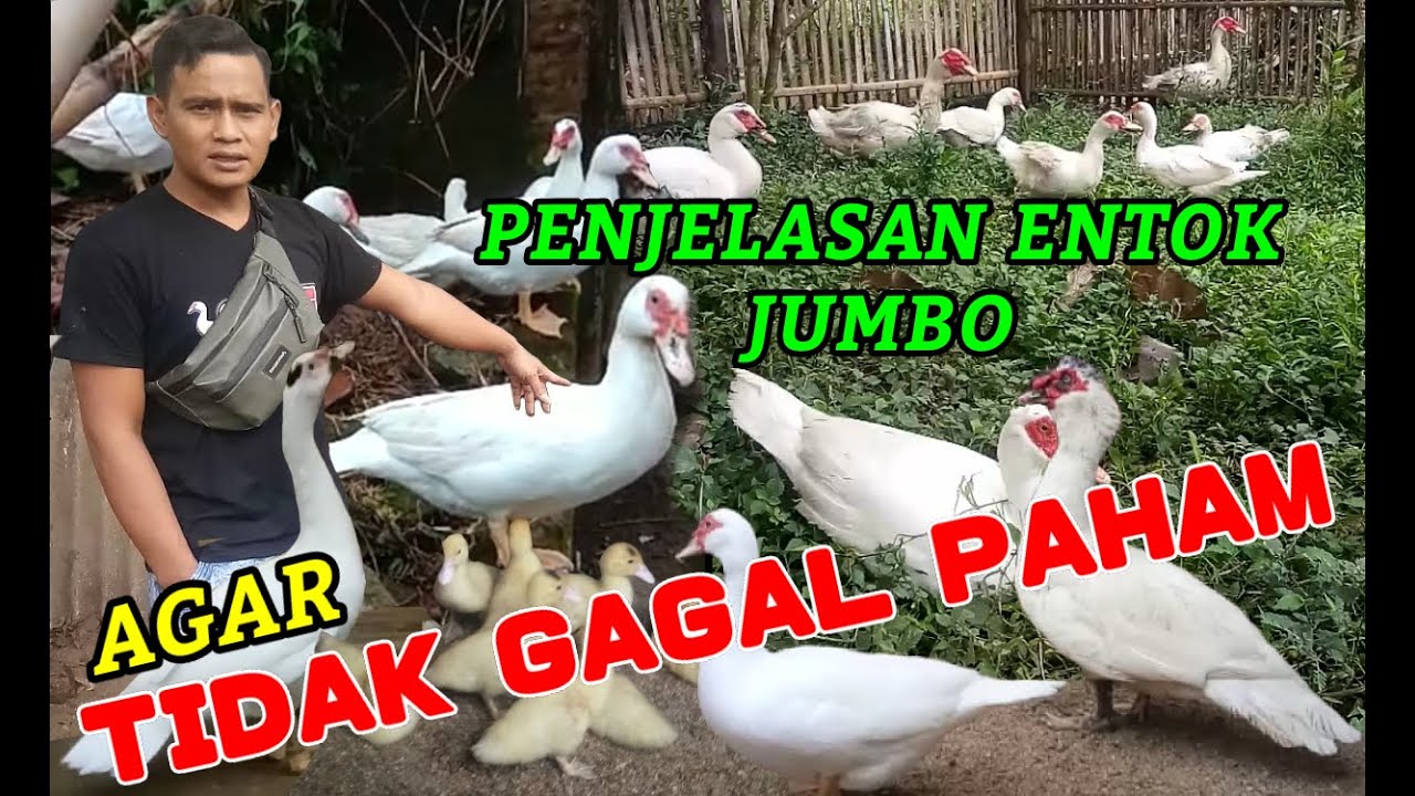 Sukses Ternak Entok‼️ PENJELASAN TENTANG ENTOK JUMBO BLITAR