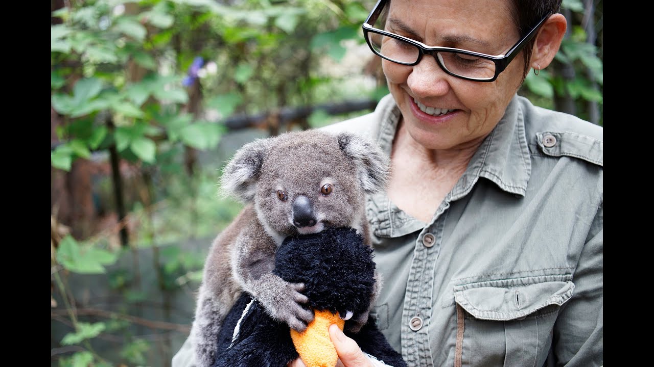 Correct Koala supplement feeding with Liz