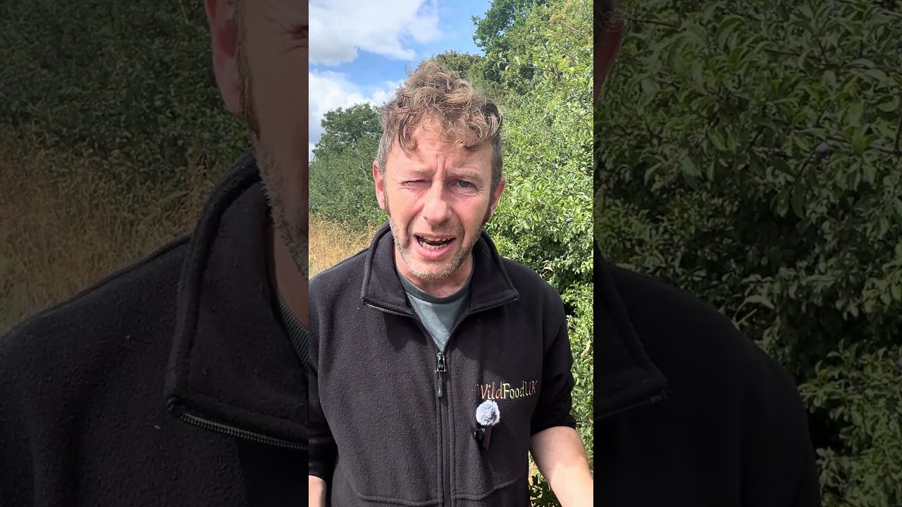 Sloe bonanza!! #wildfooduk #forageharvest #foraging #wildfooduk