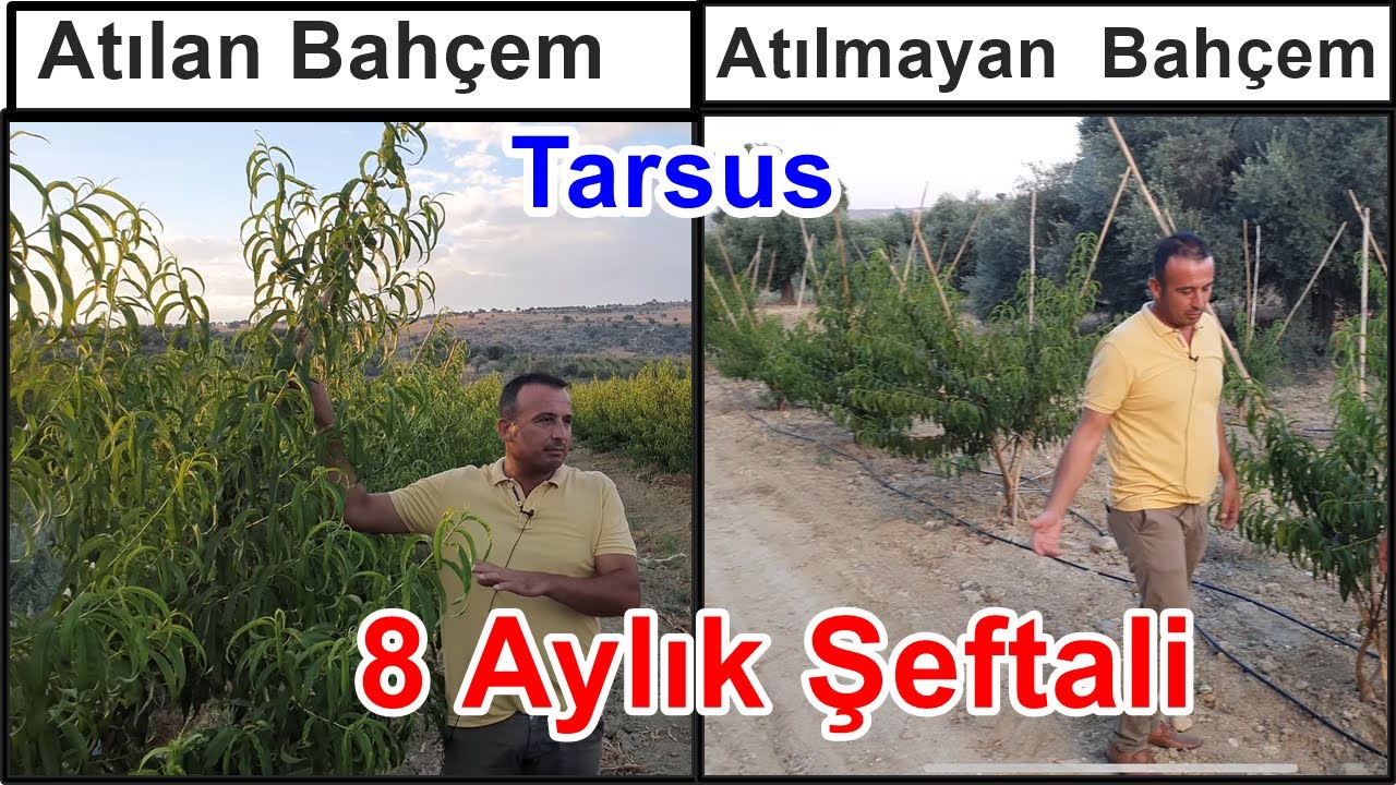 Tarsus - Yarı Tüylü Şeftali Fidanı Gübreleme - Fidanlarda Hızlı Gelişim Sağlamak - Erik Gübreleme