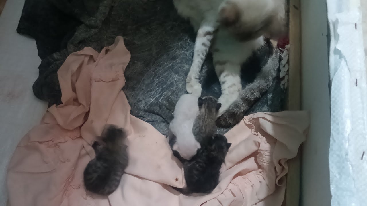 En trabajo de parto gata❤️