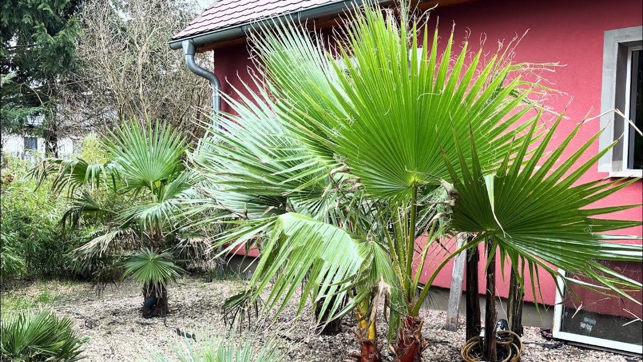 Washingtonie robusty po zimie. Tropikalny ogród, palma, Trachycarpus fortunei, yucca rostrata.