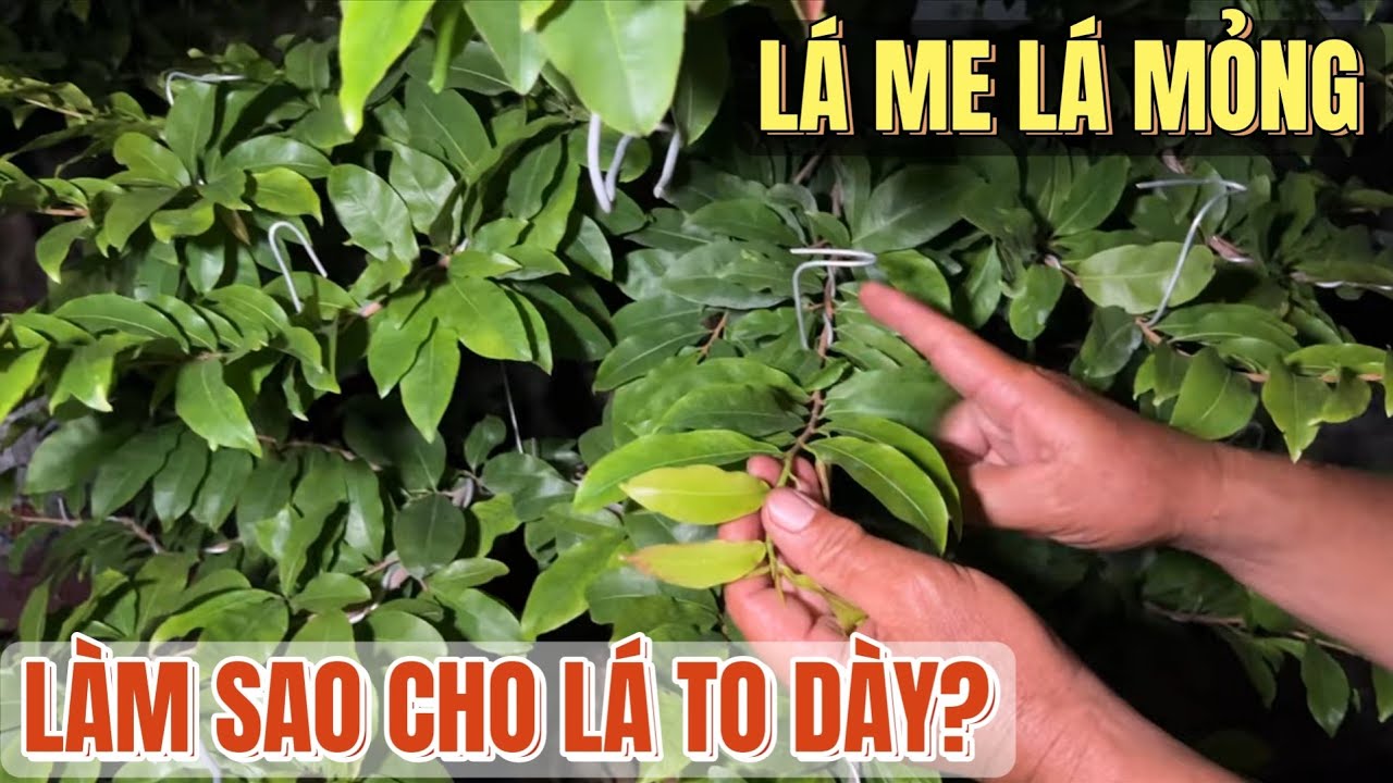15/6🌼 Tại sao cây mai ghép bị lá nhỏ lá me lá mỏng và cách khắc phục hiệu quả dễ làm vườn mai Út Đực