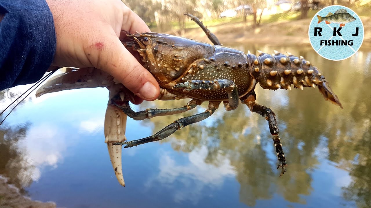 5 crays in one net! Catching Murray Crayfish with chicken necks