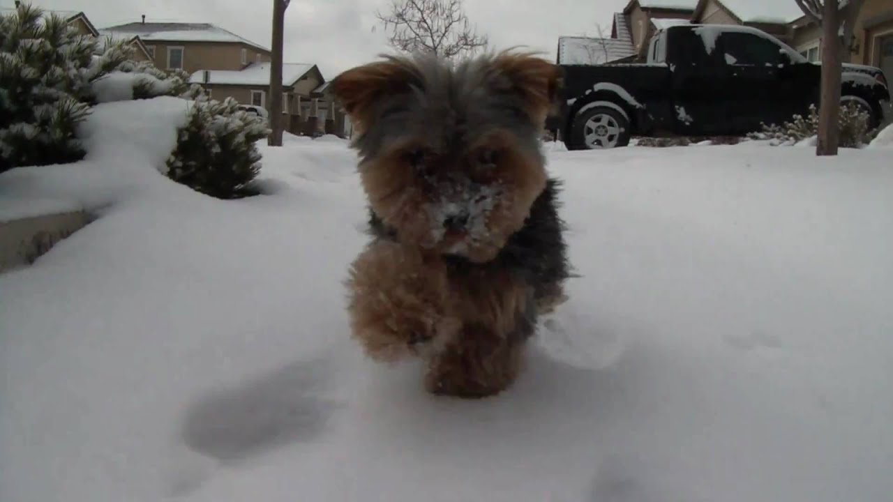 Teacup Yorkie playing in the snow