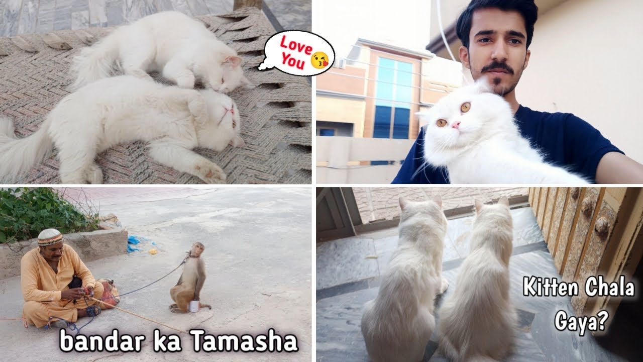 Max And Muffin Watching Monkey Show 🐒 || Kitten Chala Gya? | Rehan & Max