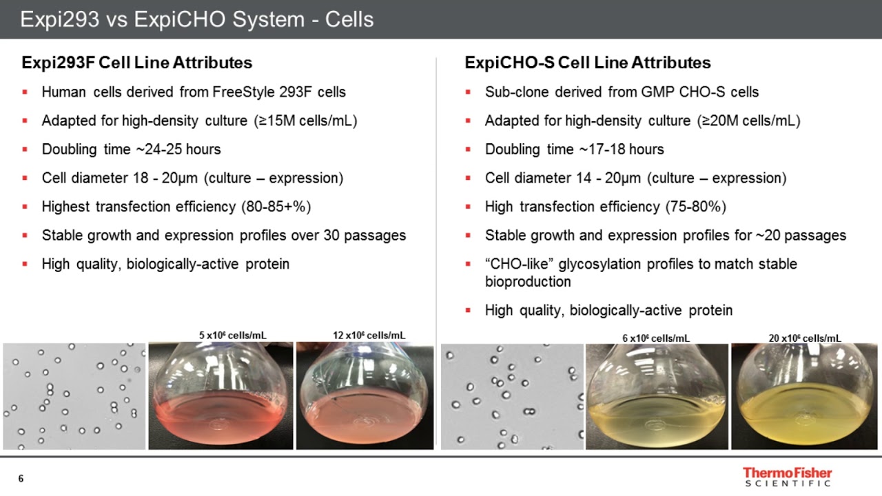 Strategies for High-Titer Protein Expression Using the ExpiCHO and Expi293 Transient...
