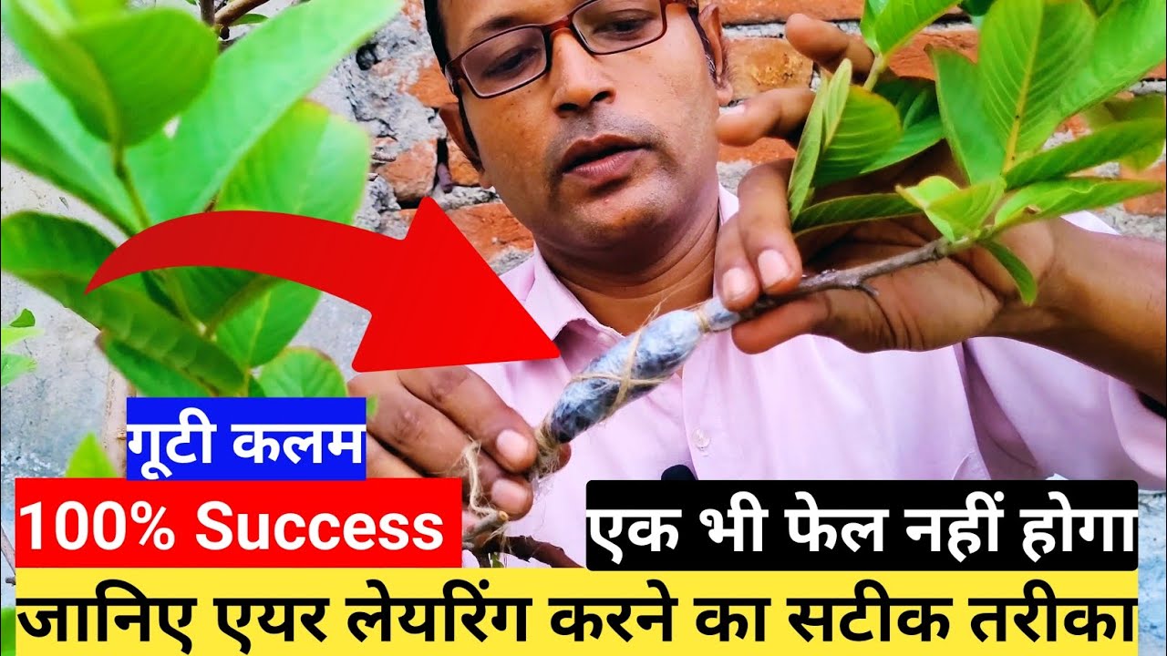 How To Do Air Layering In Guava & Lemon Tree | 100% Success | गूटी बांधने का सटीक तरीका