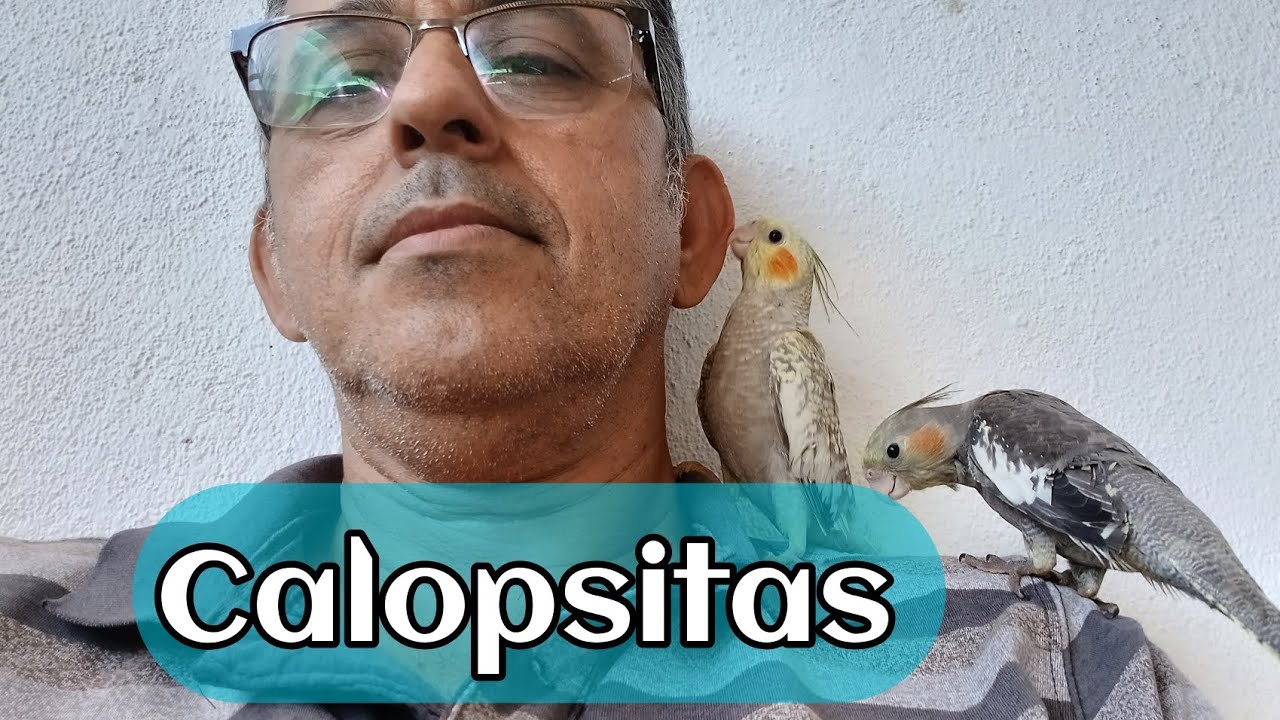 Calopsitas