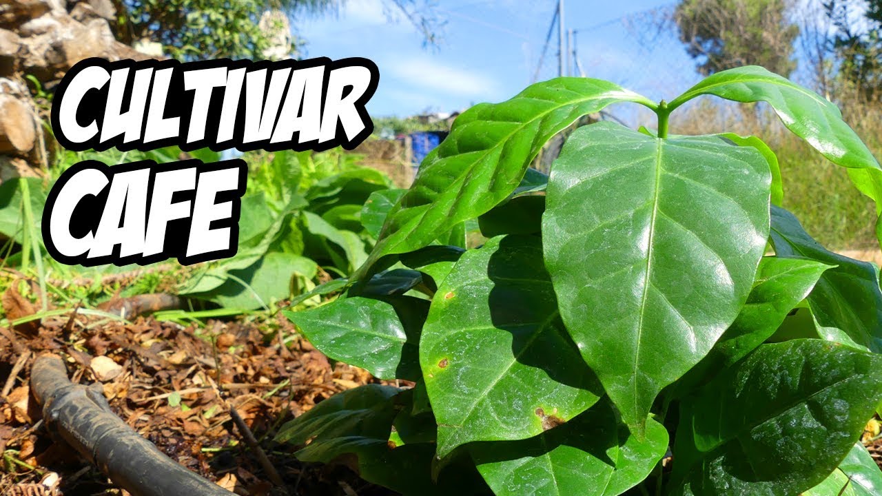Cómo CULTIVAR CAFÉ en el HUERTO o JARDÍN ☕ | Trucos y Consejos