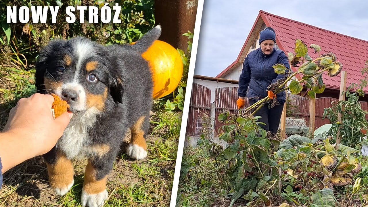 Nowy stróż