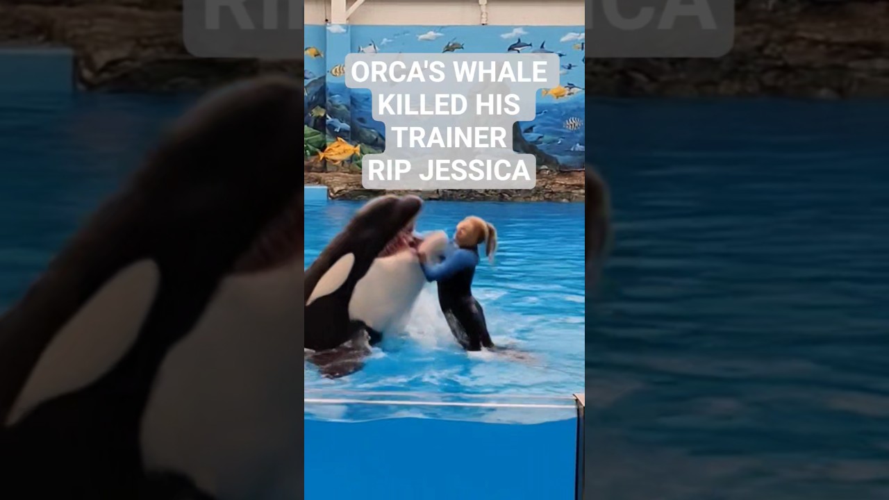 ORCA'S Whale Killed His Trainer Jessica #whale #jessica #jessicaincident #rip #olympics #shorts