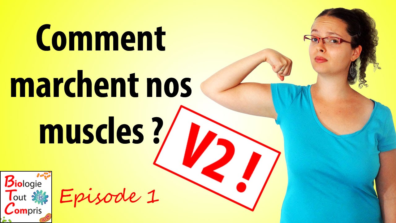 Comment marchent nos muscles ? - BioTCom 01v2