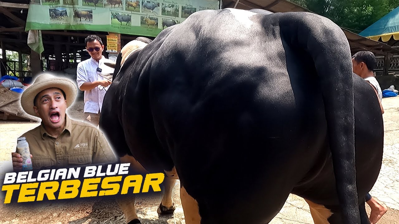Sapi Langka ❗Belgian Blue Terbesar Di Indonesia Dilirik Irfan Hakim, Siap Dilelang