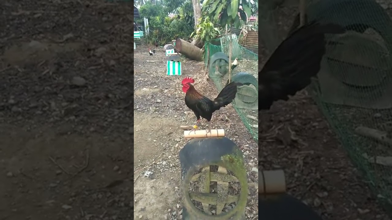 MELSIMS BLACK HENNY CHICKEN #shorts