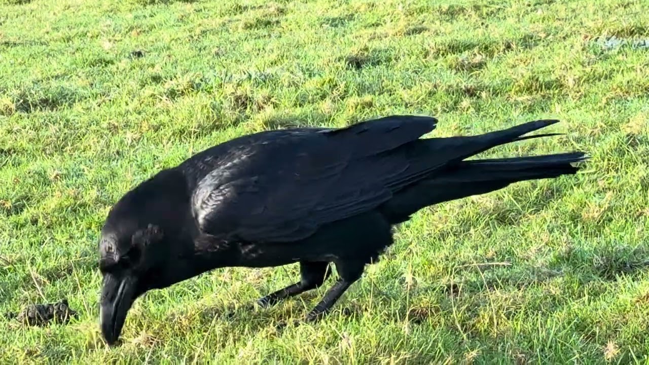 A long video of Chips relaxing with me