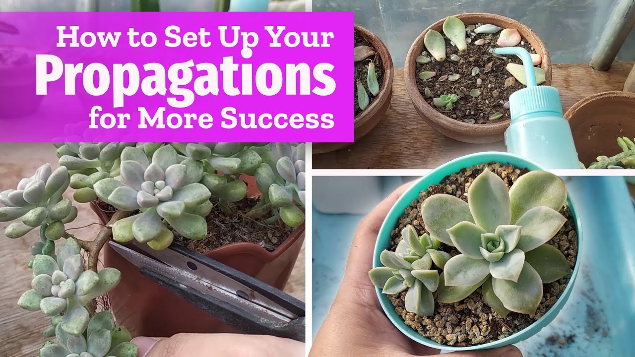 My TRUSTED Method to Multiplying Succulents! (+Propagating My Graptopetalums)