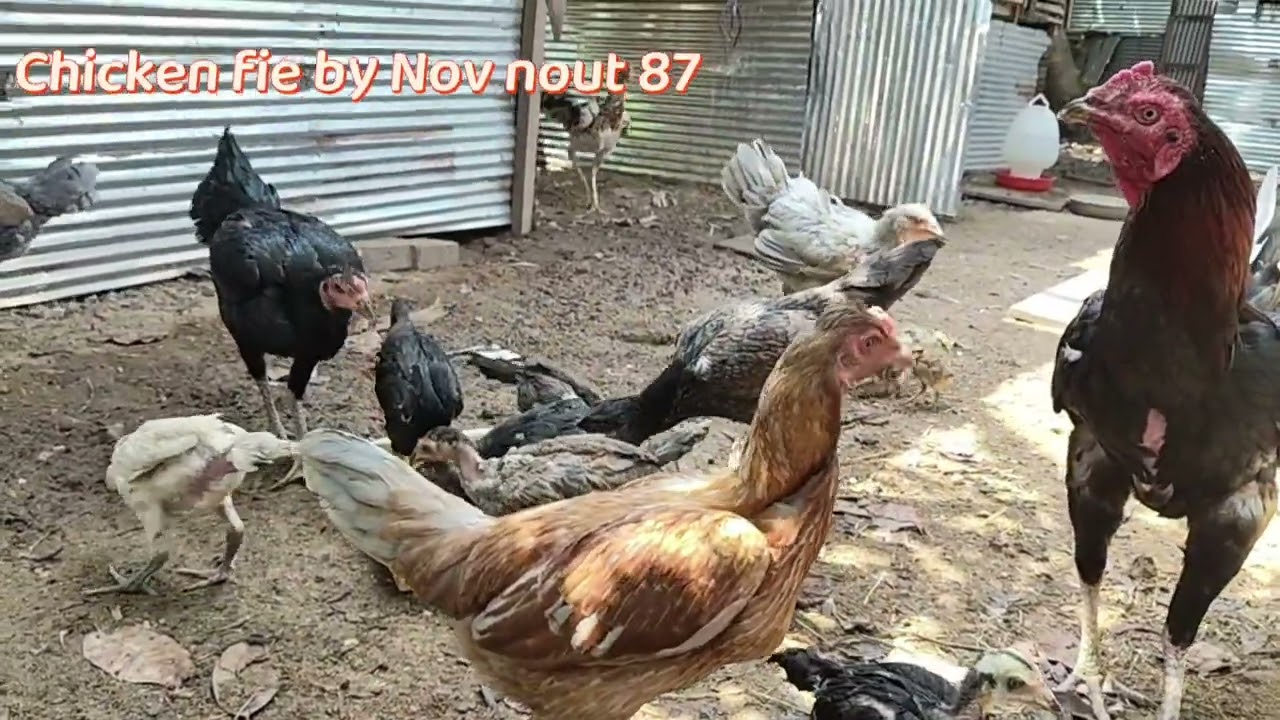 Watch These Chickens Enjoy Their Feast. Chicken fie by Nov nout 87