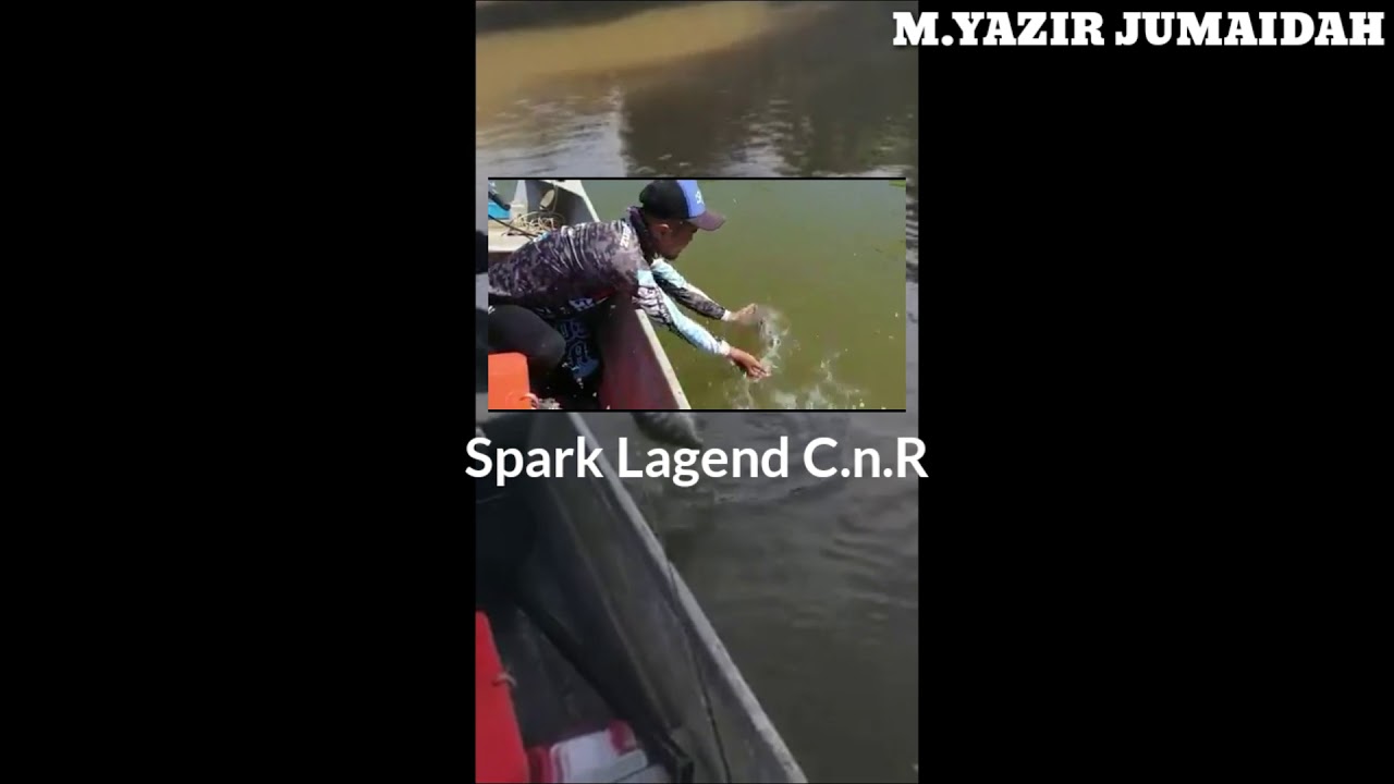 Tekong Sebatik Blackbass cacth and release