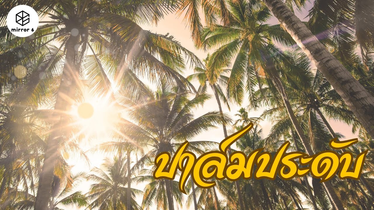 เสน่ห์ “ปาล์มประดับ” จากธรรมชาติสู่การตกแต่ง | กระจกหกด้าน ตอน “ปาล์มประดับ”