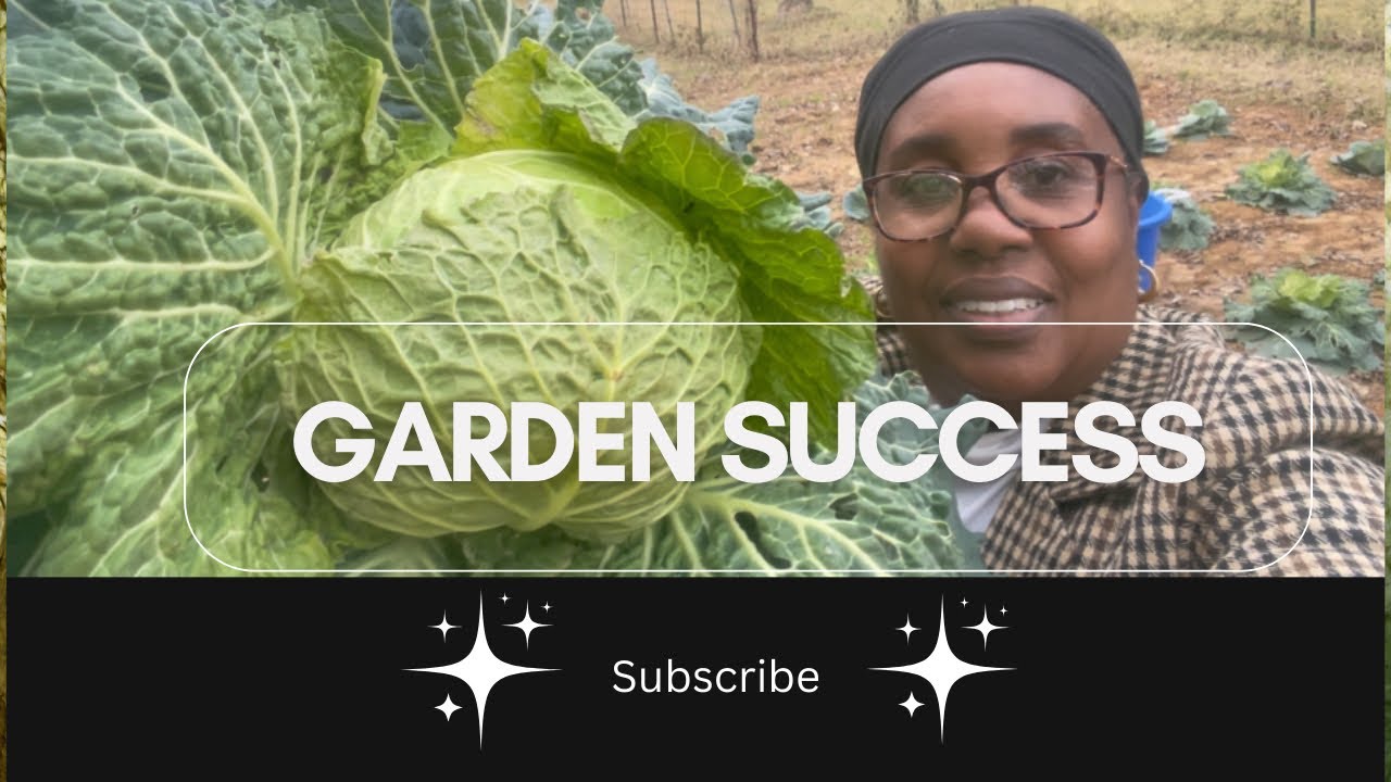 Cabbage Harvest Day 🥬 From Garden to Kitchen #simplelivingvlog #harvesttime #gardening 