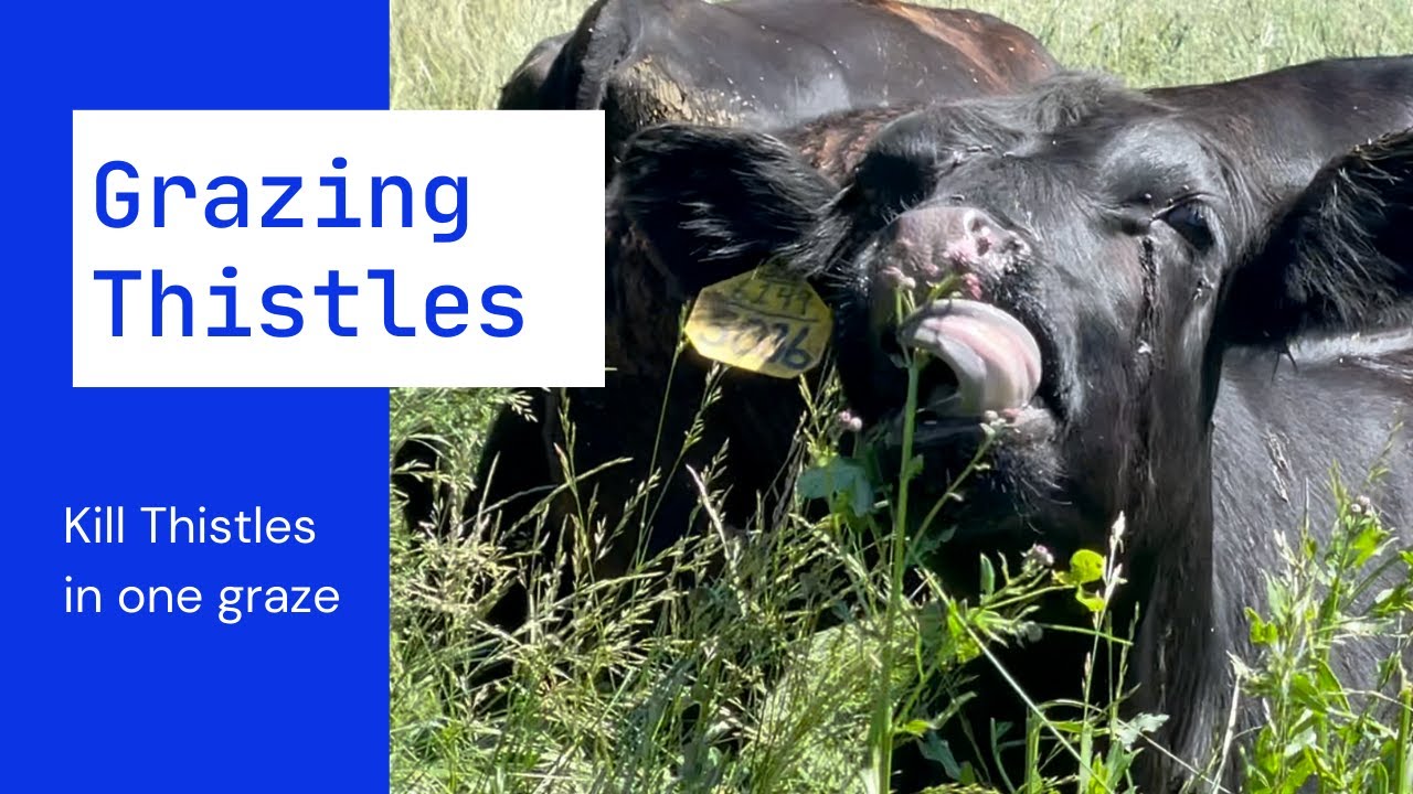Kill Canadian thistles with just one graze!!!