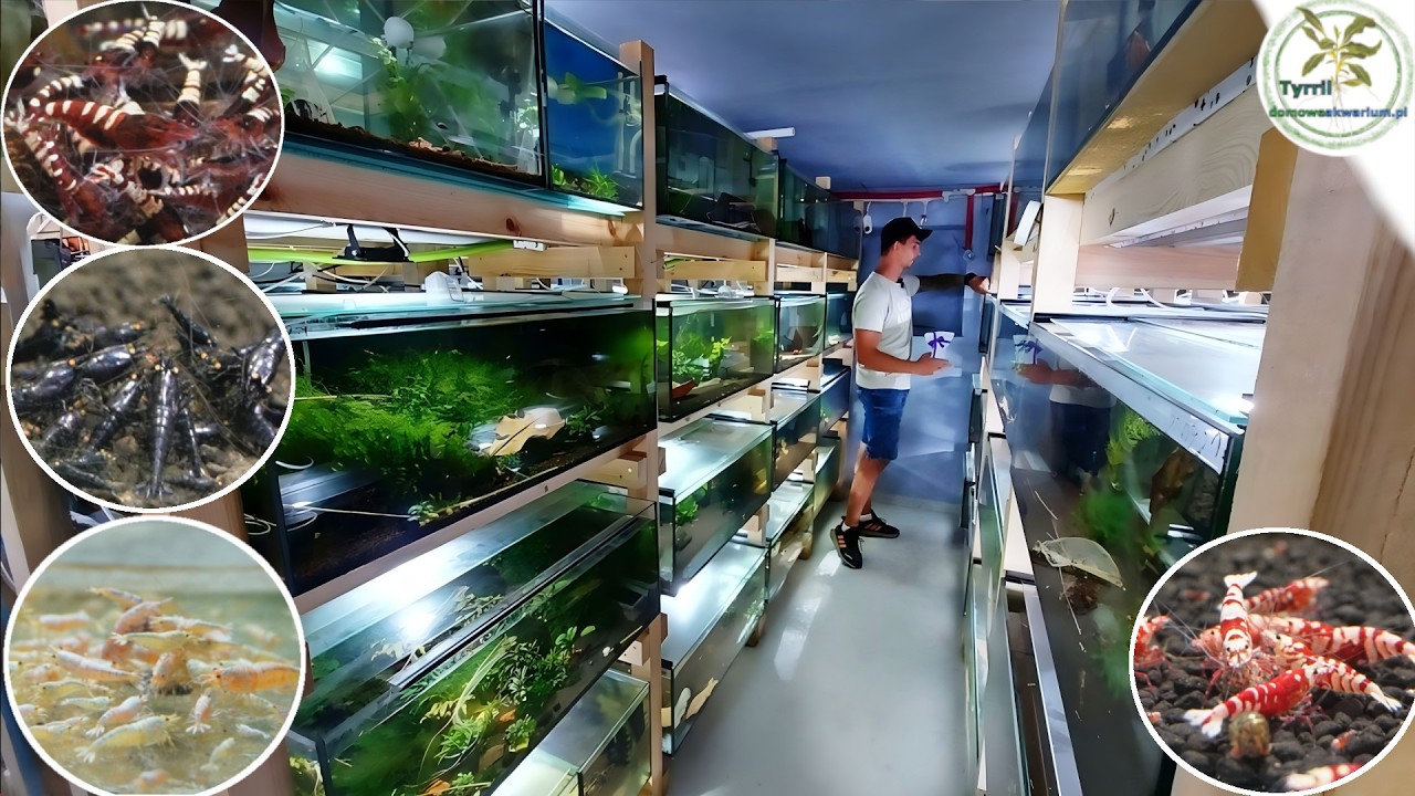 🦐🧊🌿 Hodowla krewetek Aqualife #krewetki #hodowla #akwarium