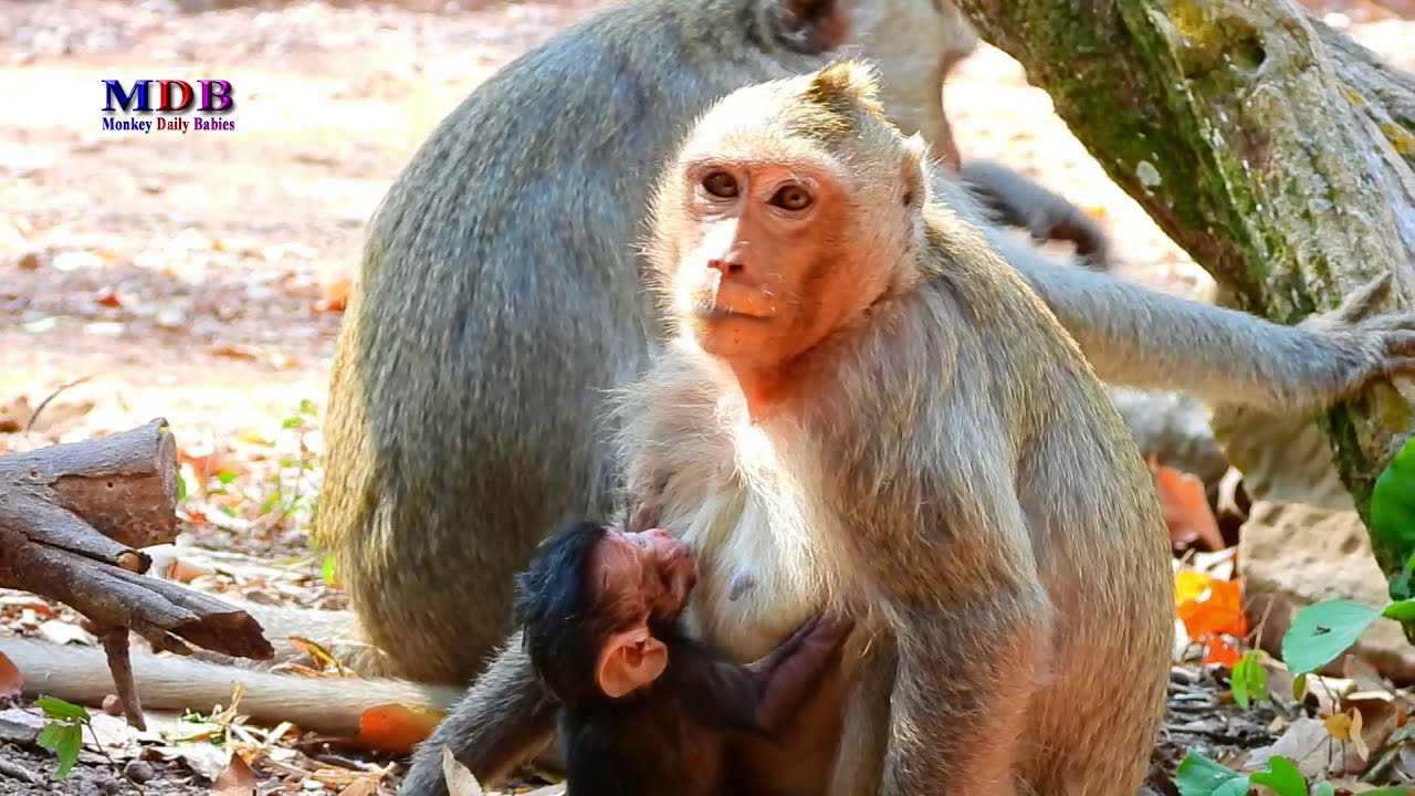 Monkey Angel Gives Birth &mdash; Newborn Baby