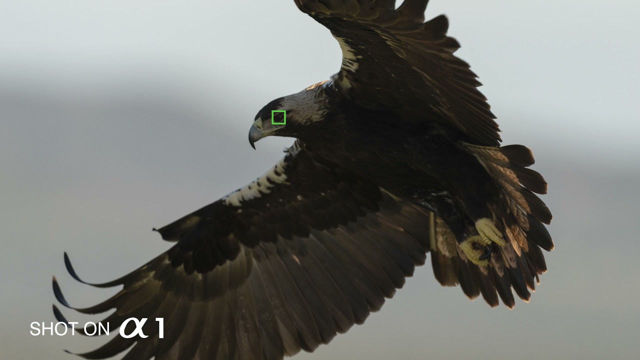 AF TEST SONY &alpha;1/ Real-time Eye AF for birds, Imperial Eagle, 92 Photos