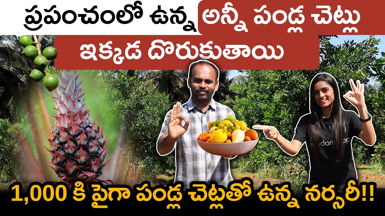 Profitable Exotic Fruit Plant Nursery Farming | Exotic Fruit Plant Nursery In Telugu | Horticulture