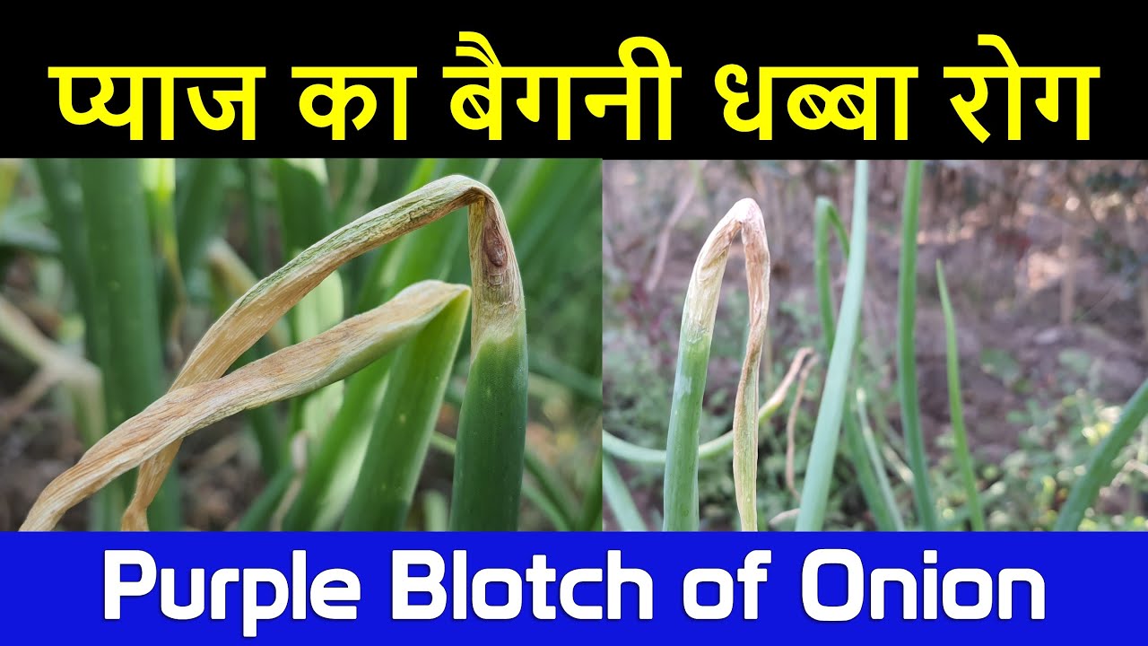 प्याज में बैंगनी धब्बा रोग का प्रबंधन | Onion Purple Blotch management chemical