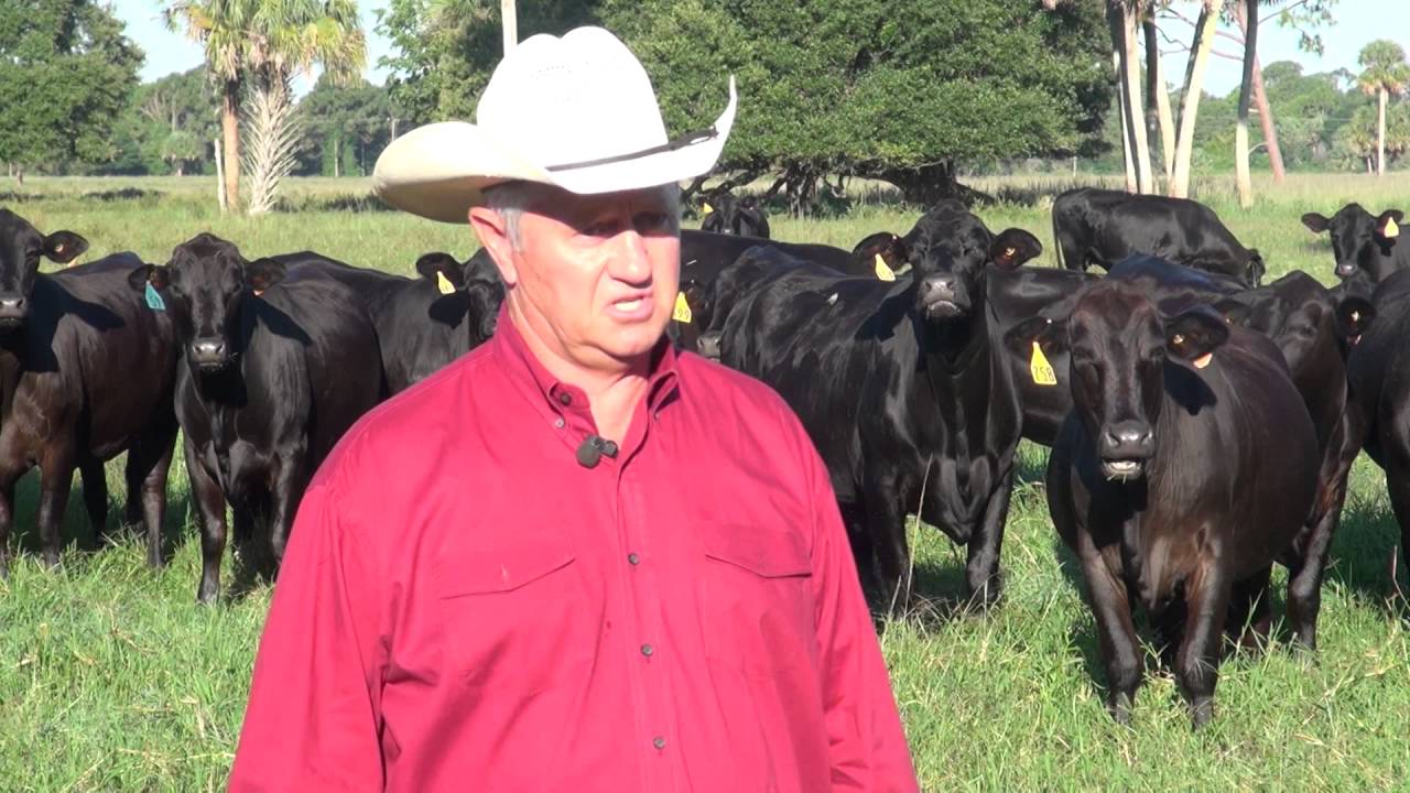 2016-08 IBBA American Rancher Brangus Feature