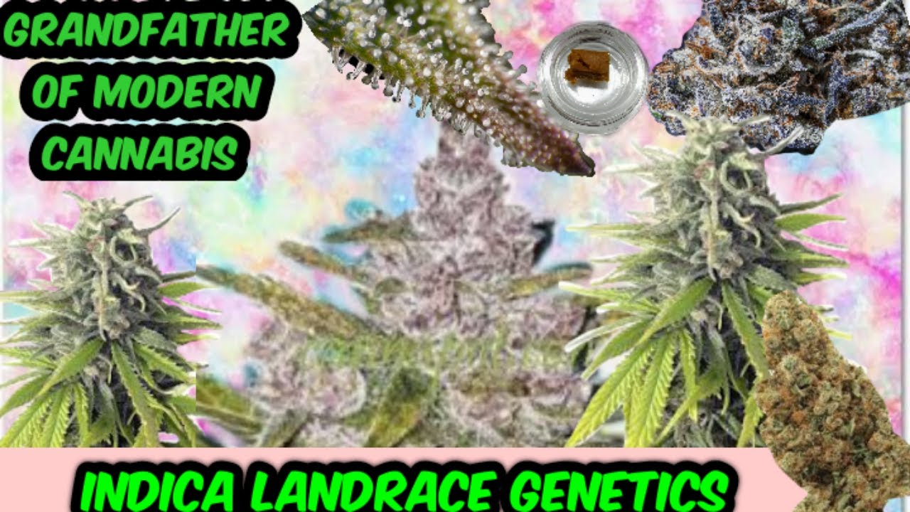 ALL ABOUT AFGHANI PART II INDICA LANDRACE- How Afghani Genetics Impacted Potency & Variety