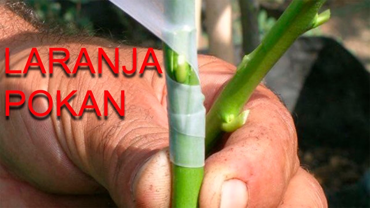LARANJA POKAN FAÇAM SEU POMAR DE CITROS SEM GASTAR MUITO #SítioGilSat
