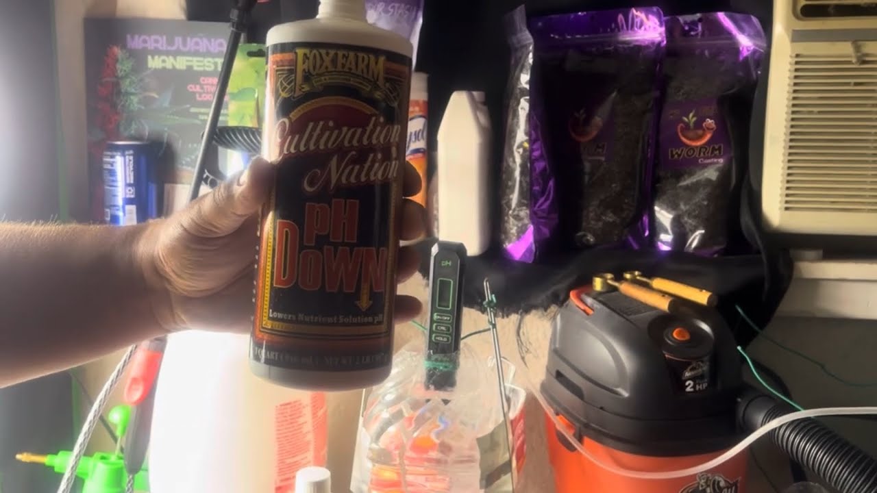 Fastbuds genetics! Indies grow adventure! 4x4 tent cultivation nation!