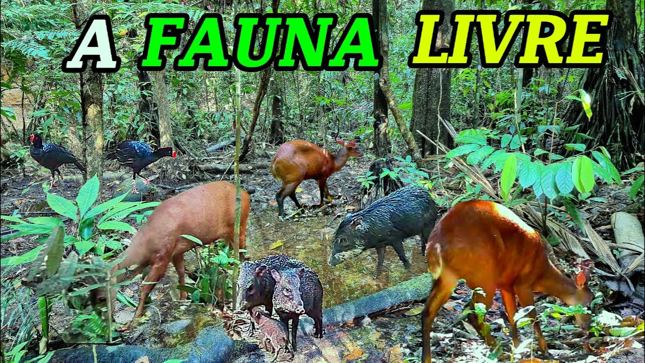 Flagrei a onça pintada bebendo agua no bebedouro! Imagens raras da fauna silvestre da AMAZÔNIA.