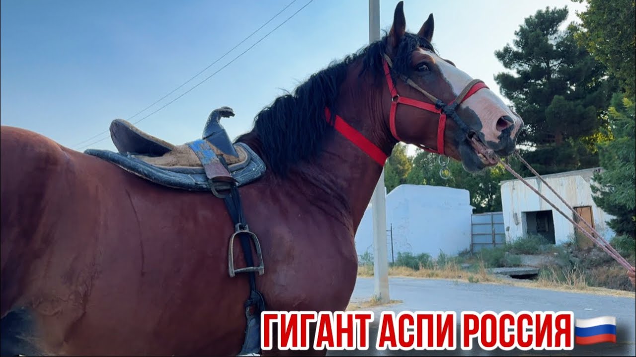 Аспи 5 сола Россия 9 сентября 2025 г.