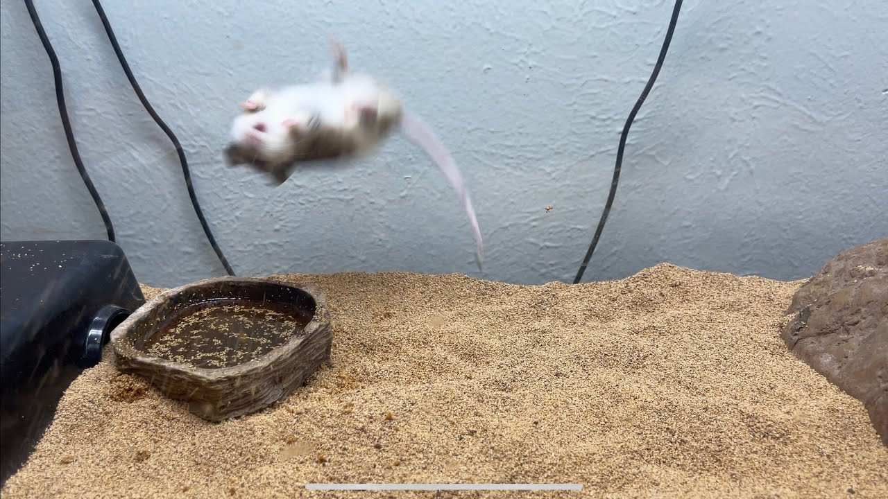 Male Red DiamondBack rattlesnake makes ASF RAT DO FLIPS after INJECTION of VENOM!!!!!!