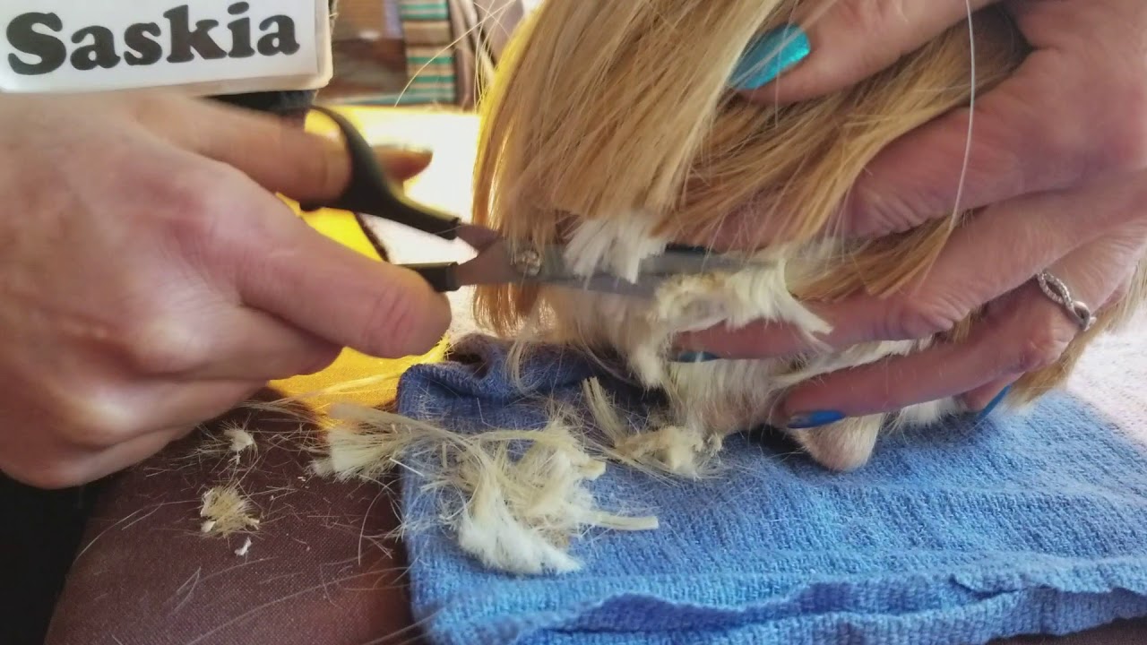 Guinea Pig Haircut with Tank