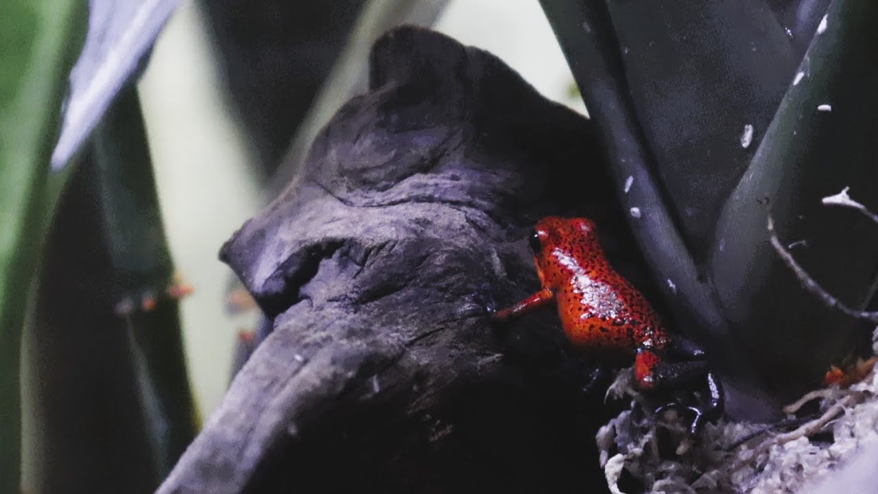 Venomous and Beautiful | Poison Dart Frog | San Francisco, California