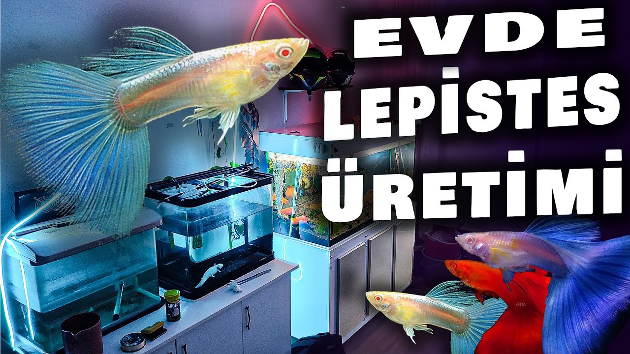 EVDE LEPİSTES ÜRETİMİ - Akvaryum Yavru Dolu #lepistes #akvaryumbalığı #akvaryum
